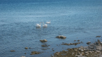 Lake Huron Wild Swans